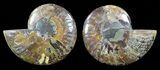 Polished Ammonite Pair - Agatized #57906-1